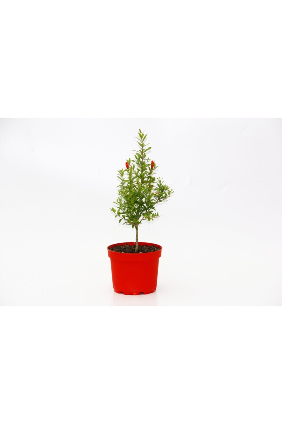 Tunç Botanik Bonsai Punica Süs Narı 5 Adet - Hediyelik